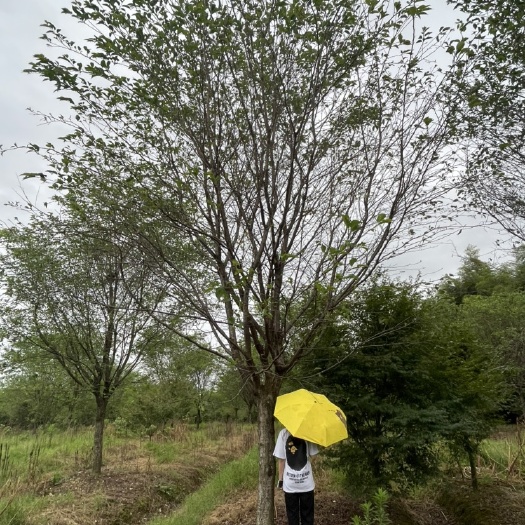 染井吉樱  出圃各种规格大小樱花