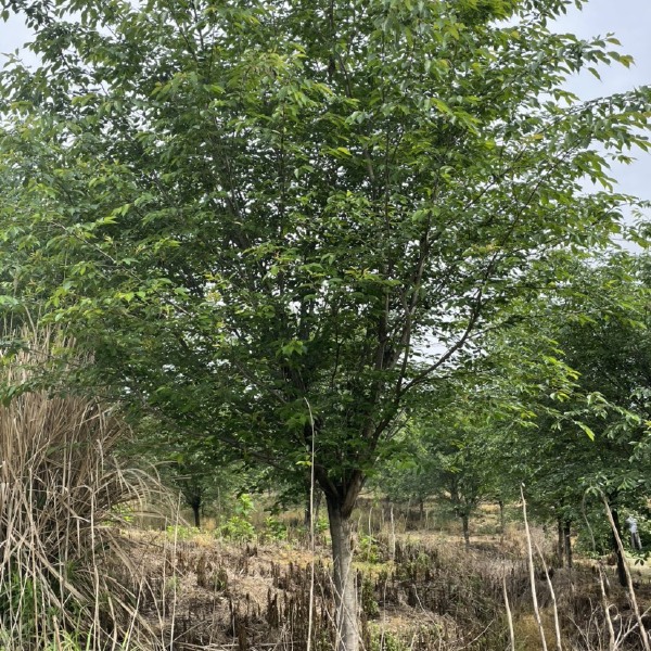 染井吉樱  出圃各种规格大小高矮杆樱花，一手货源