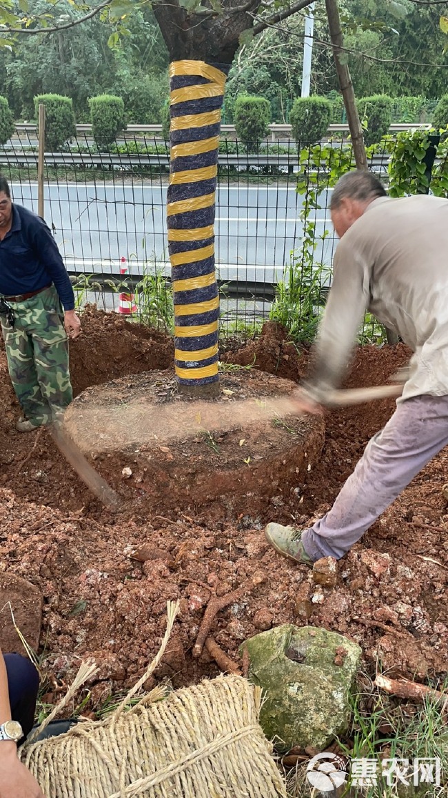 出圃直销各种规格大小福建山樱花，中国红樱，染井吉樱