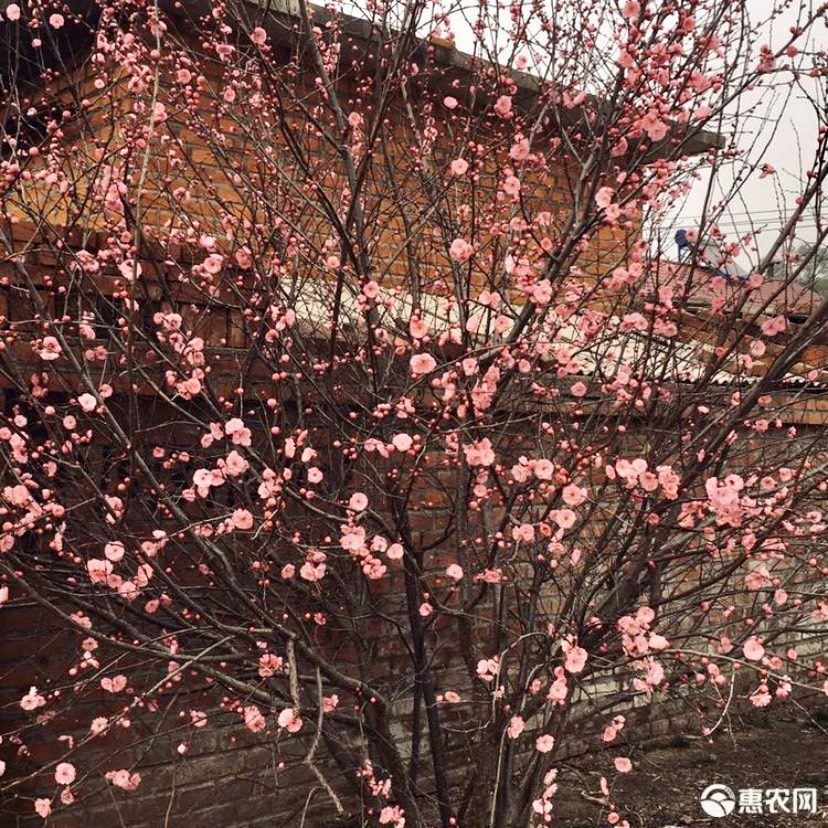 辽宁红叶榆叶梅苗木供应 产地直发 多种运输方式可选