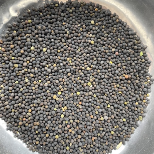 荥阳市苕子种子 阿凡达—光叶紫花苕种子，绿肥种子