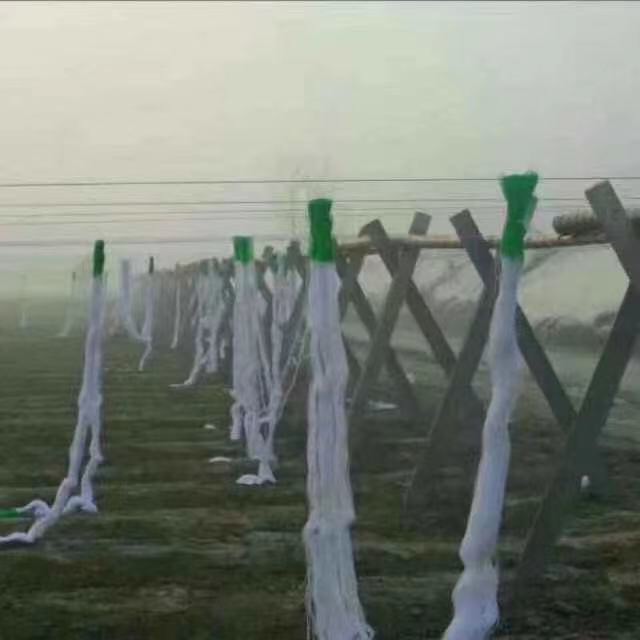 爬藤网山药网豆角网黄瓜网植物攀爬网防倒伏网撑果网吊果网