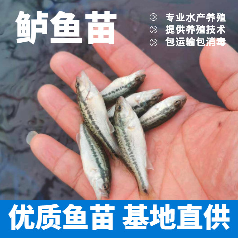 重庆市《鲈鱼苗》加州鲈鱼苗 优鲈3号精品鱼苗 提供养殖技术货到付款