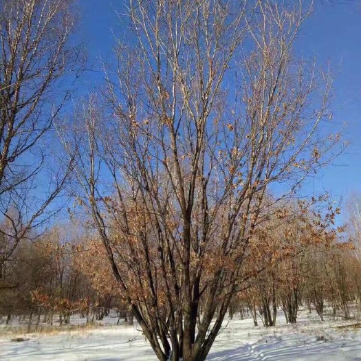 开原市 东北 蒙古栎 丛生蒙古栎 辽东栎大树价格