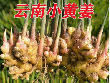 孟连县云南新鲜小中黄姜