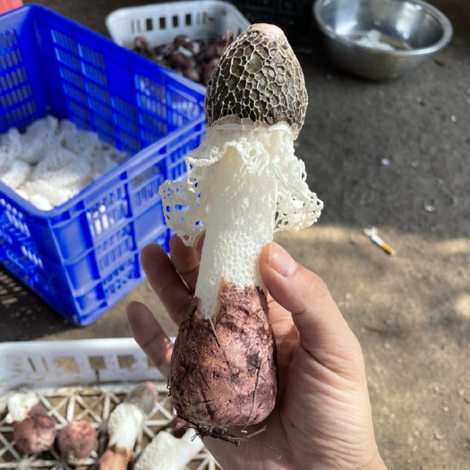 大方县红托竹荪、贵州竹荪、织金竹荪。红托竹荪鲜品