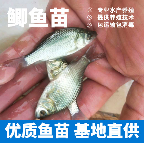 《优质鲫鱼苗》鲫鱼苗中科5号苗 鱼场直销提供养殖技术包运输