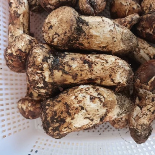 广州鲜松茸 香格里拉松茸