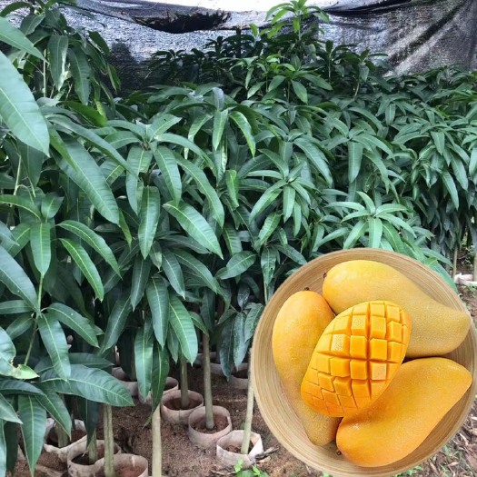 灵山县新品促销金煌芒果苗嫁接种苗带杯带叶产地批发整车更优惠包邮