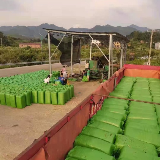连平县玉米青贮  玉米秸秆 青储饲料 保证质量 厂家直销