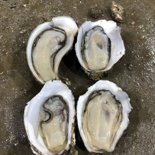 湛江长牡蛎 湛江小小蚝摆地摊商用脆肉迷你生蚝牡蛎1+全国发货