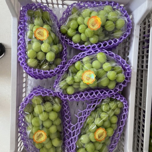 澧县阳光玫瑰