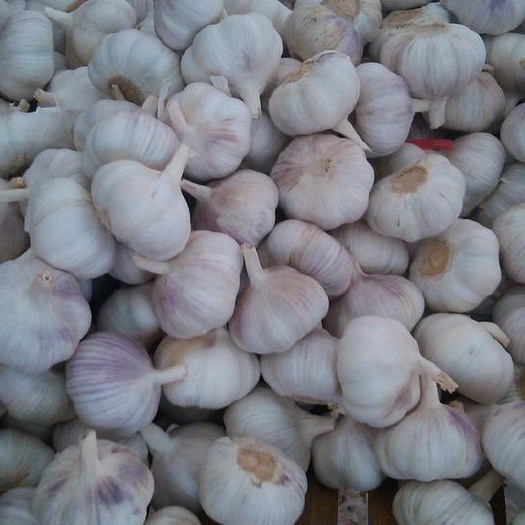 菏泽大蒜