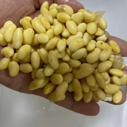 天门市大豆 湖北新黄豆上市 品质好 价格优 比重筛选色选 各种品质可开正