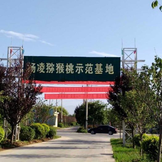 咸阳徐香猕猴桃  杨凌示范区猕猴桃基地农产品