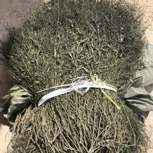 贵港广西穿心莲原草、中叶、细叶、光杆等等；有计划采购的老板可以联