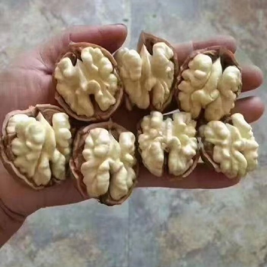盐源县 大凉山老树核桃