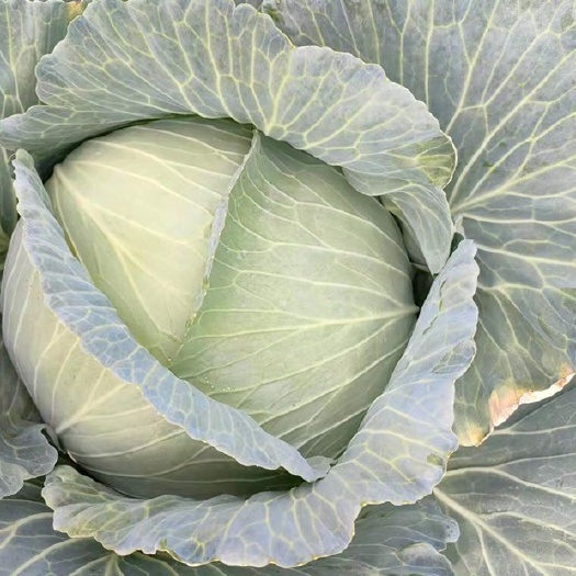 繁峙县包菜 绿甘蓝