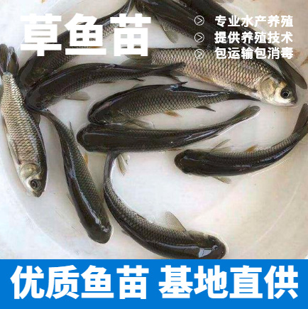 《优质草鱼苗》广草3号草鱼苗 基地直供 提供养殖技术货到付款