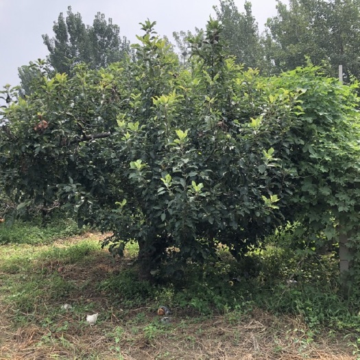德州世界一号苹果树苗 苹果树