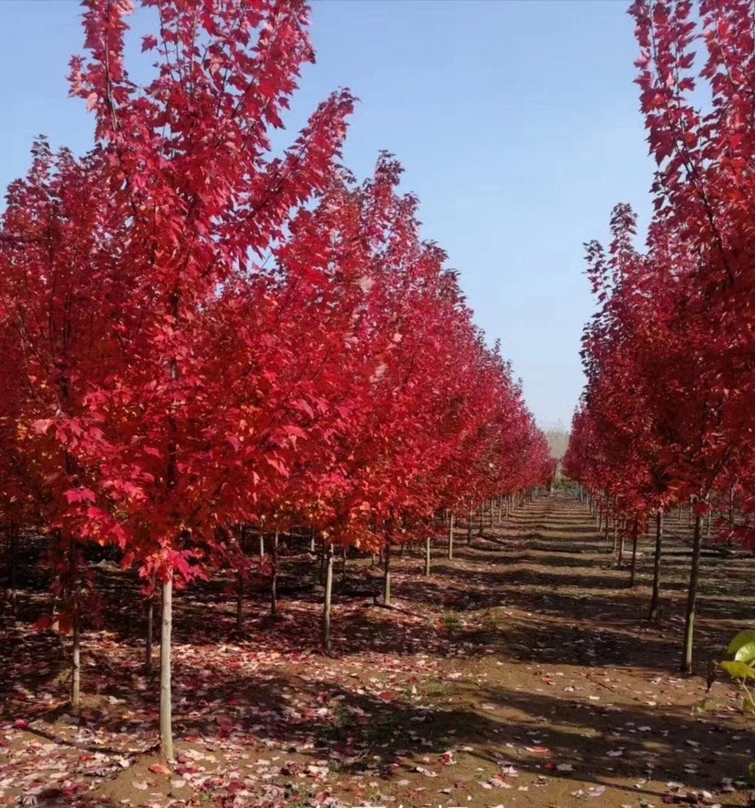 邳州市美国红枫  3公分红冠红枫，现挖现发！苗圃1—12公分量大！