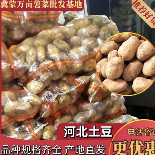 沽源县荷兰14土豆 沽源县沙土地黄皮黄心土豆，产地直供欢迎咨询
