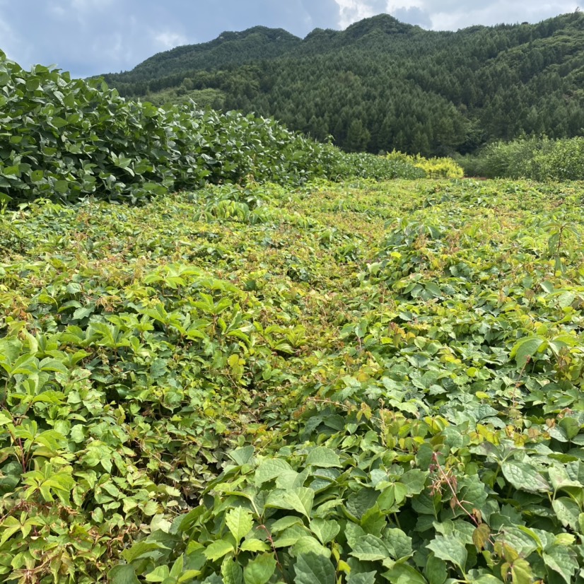 五叶地锦种子  辽宁五叶地锦苗 矿山覆盖 石山回绿爬藤遮阴