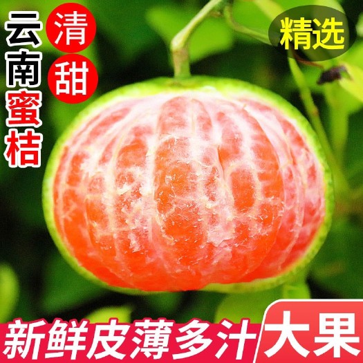 不知火  云南蜜橘9斤精选中果青橘当季水果无籽