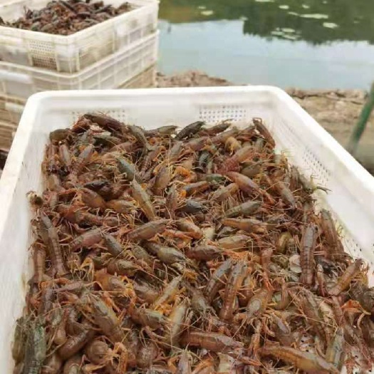 洪湖市龙虾苗 湖北洪湖优质小龙虾虾苗