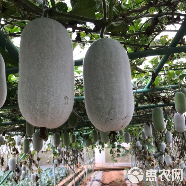 优质小冬瓜种子100粒装每个2.5公斤亩产5吨以上