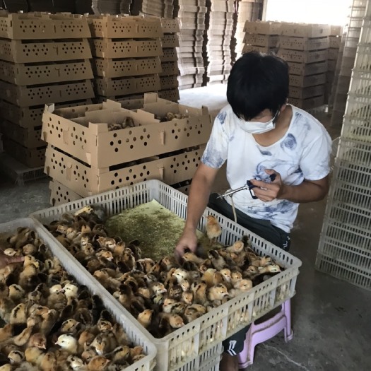 衡阳正宗青脚土鸡苗+黄麻羽青脚土鸡苗，成活率高。