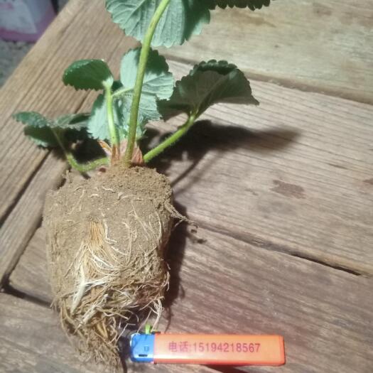 平度市章姬草莓苗 高产高抗病