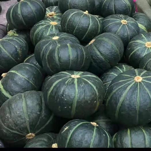 格尔木市 贝贝南瓜