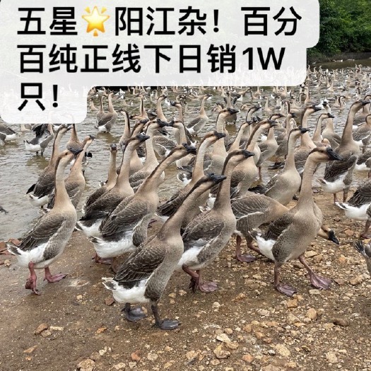 阳江阳江鹅苗  阳江杂黄鬃鹅苗详情咨询 （量大可批）