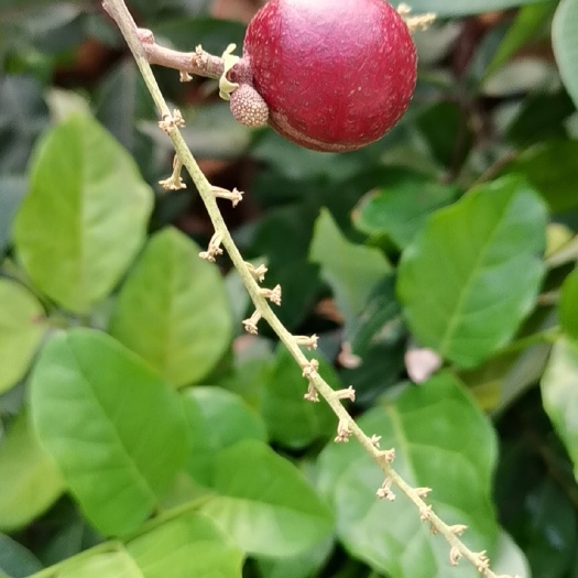 高州市红壳龙眼苗 红皮龙眼苗