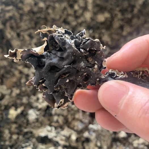 中药材石耳，批发中药材粉，冷背药材，原料药，药厂投料
