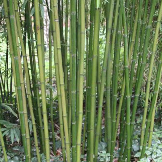 叙永县 苦竹竹杆