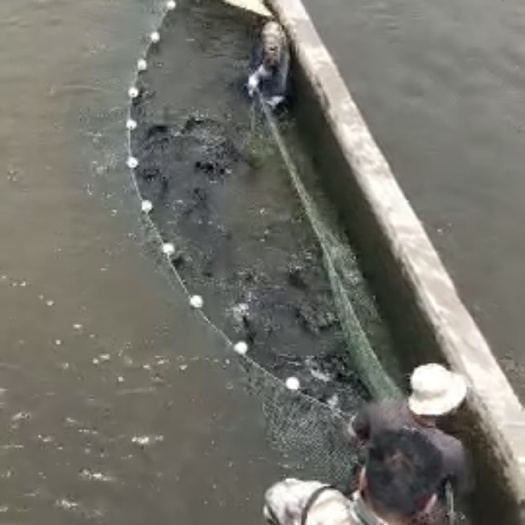 漯河鸭嘴鱼苗 鸭嘴鱼