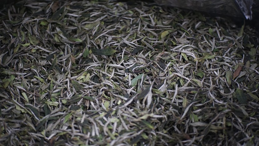 济南白牡丹茶  2021年福鼎白茶一级白牡丹散茶豪香花香工厂批发正品原料