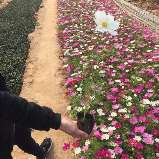 青州市波斯菊  格桑花基地 花海用苗 产地直销 批发价格 一手货源