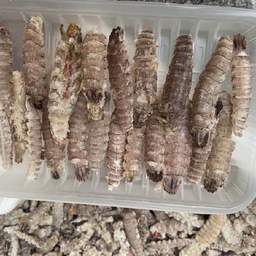 青岛 皮皮虾肉  价格不贵