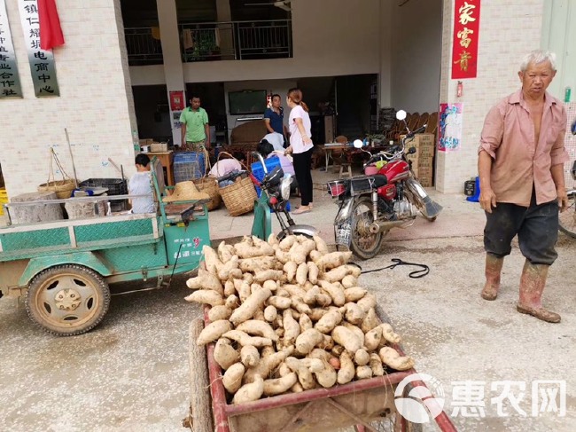 黄心红薯  广东高州黄心甜番薯·大量有货．需要大量的可以联系我·支持代办