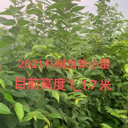 常州小叶朴  朴树1_3年苗