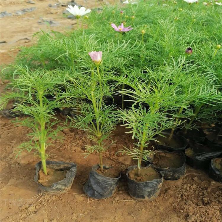 波斯菊  格桑花基地 花海用苗 产地直销 批发价格 一手货源