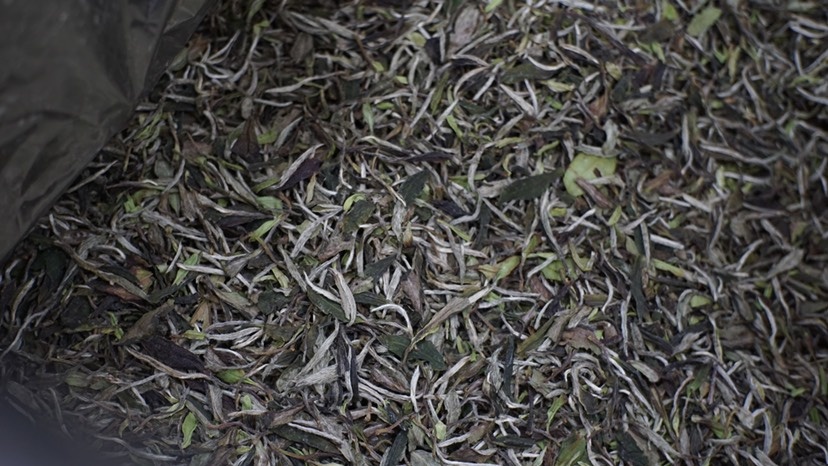 济南白牡丹茶  2021年荒野白牡丹冰糖散茶甜福鼎白茶工厂批发正宗原料