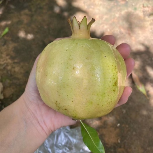 蒙自市红石榴 皮薄汁多仔软