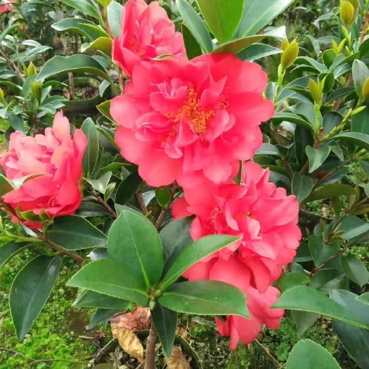 高州市广东高州茶花苗·大量有货．需要大量的联系我．可以代办．