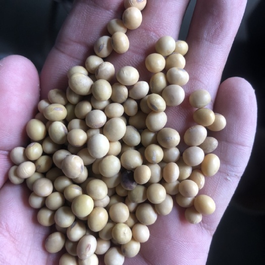 新沂市黄大豆  乌拉圭大豆特级大豆，颜色好，出奖率高，性价比超高