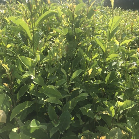 清流县枫树苗 枫香.木荷.火力楠