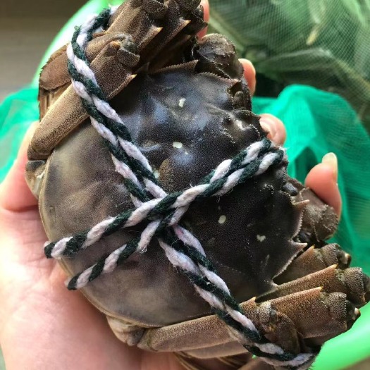 盐城 大闸蟹